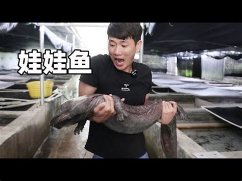 娃娃魚飼養|娃娃魚怎麼養 教你正確飼養娃娃魚的方法